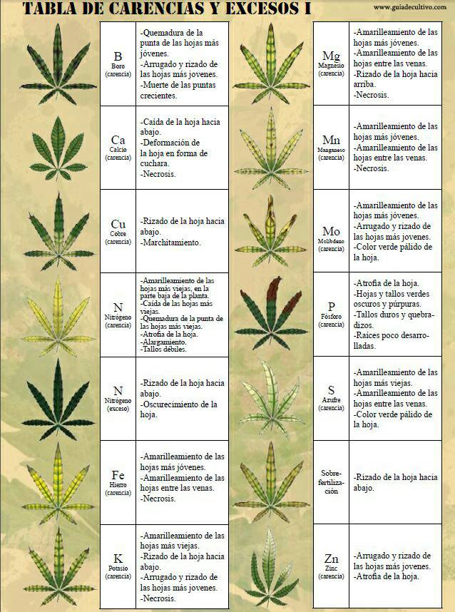 Microscopía de deficiencias de micronutrientes